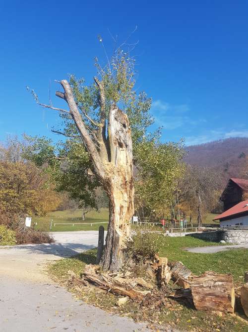 Obžagovanje drevja - Po posegu zmanjšana višina ter obseg krošenj.