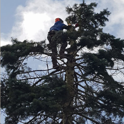 Arboristično svetovanje