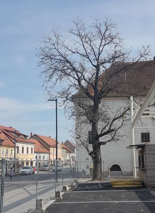 Obžagovanje drevja - Potrebno zmanjšati višino ter obseg krošnje.