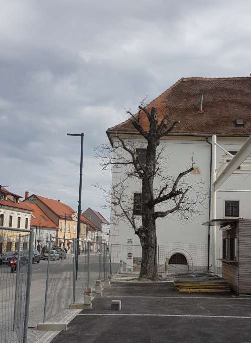 Obžagovanje drevja - Po posegu.